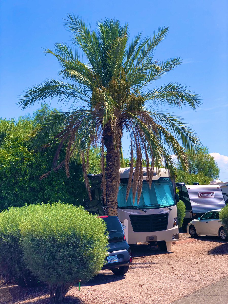 FraddysLife's tweet photo. What to do today? Seeing a mountain out one window with cacti and palm trees out the other is quite motivating and beautiful!! 
#cactus #motivation #cacti #wow #beauty #fraddyslife #beautiful #fulltimervfamily #rvlife #amazing #fulltimervers #travel #kids #smile https://t.co/AJ6AVSboQz