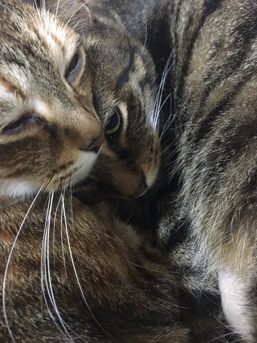や、やばい、、また禁断症状が、、  ねこもふねこもふねこもふねこもふ  2人とも愛してるよ❤️ https://t.co/0tG5Nd5lt6<a href="/tag/%E3%83%8D%E3%82%A4%E3%83%AB"class="tags"><span>#ネイル</span></a><a href="/tag/%E7%BE%8E%E5%AE%B9%E9%99%A2"class="tags"><span>#美容院</span></a><a href="/tag/%E7%BE%8E%E5%AE%B9day"class="tags"><span>#美容day</span></a><a href="/tag/%E3%83%91%E3%83%BC%E3%82%BD%E3%83%8A%E3%83%AB%E3%82%B8%E3%83%A0"class="tags"><span>#パーソナルジム</span></a>
