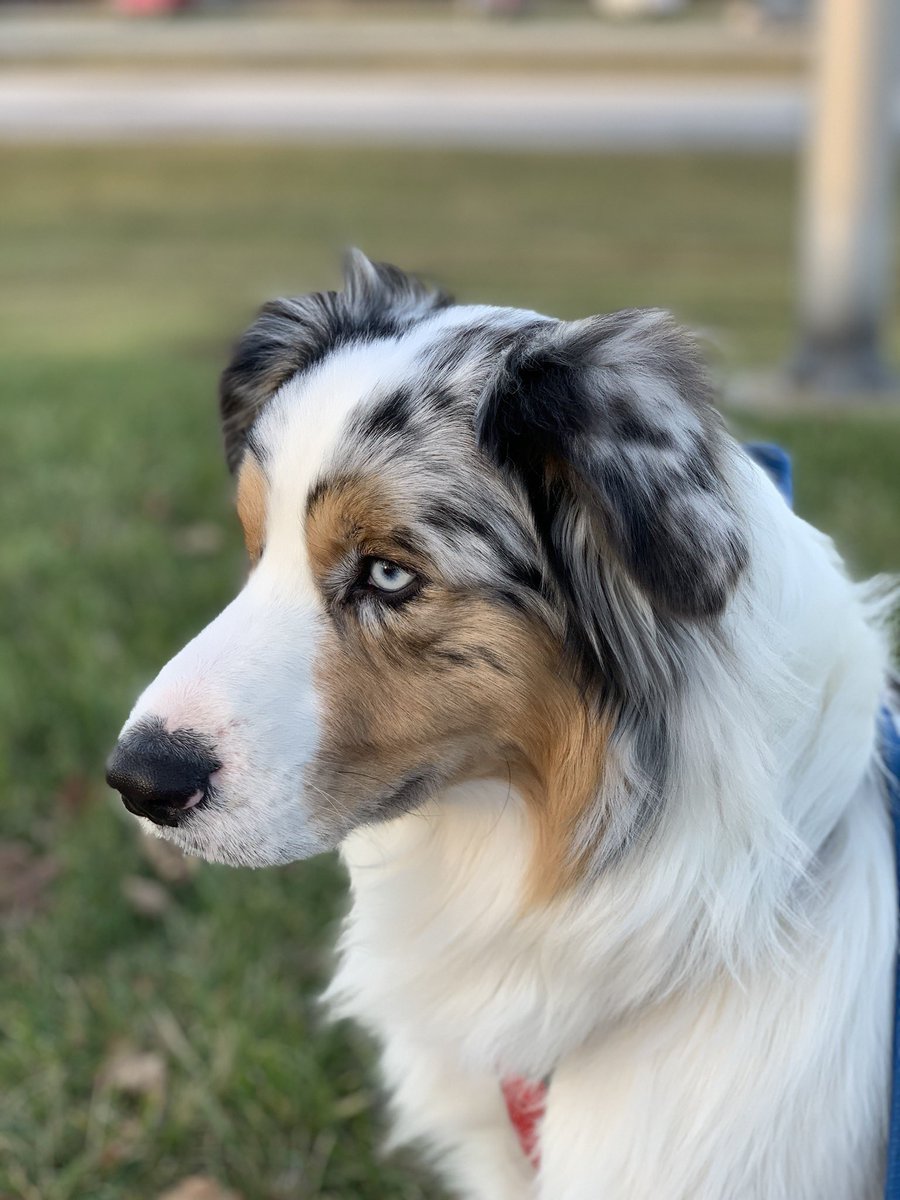 slowpgt's tweet photo. @JayzTwoCents This Bryson. He is my 2 year old Aussie. https://t.co/HOeUH5TIiP