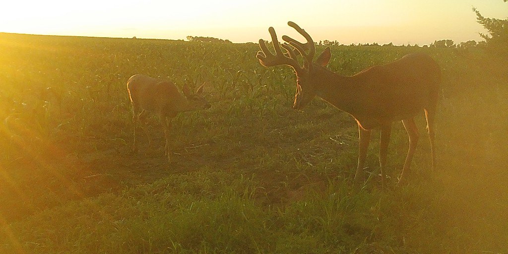 Ani_Logics's tweet photo. Hey lady, my eyes are down here! #CaughtStaring #VelvetRut2019 #DominantBuck #AniMineralBlock https://t.co/IBV301nvt9