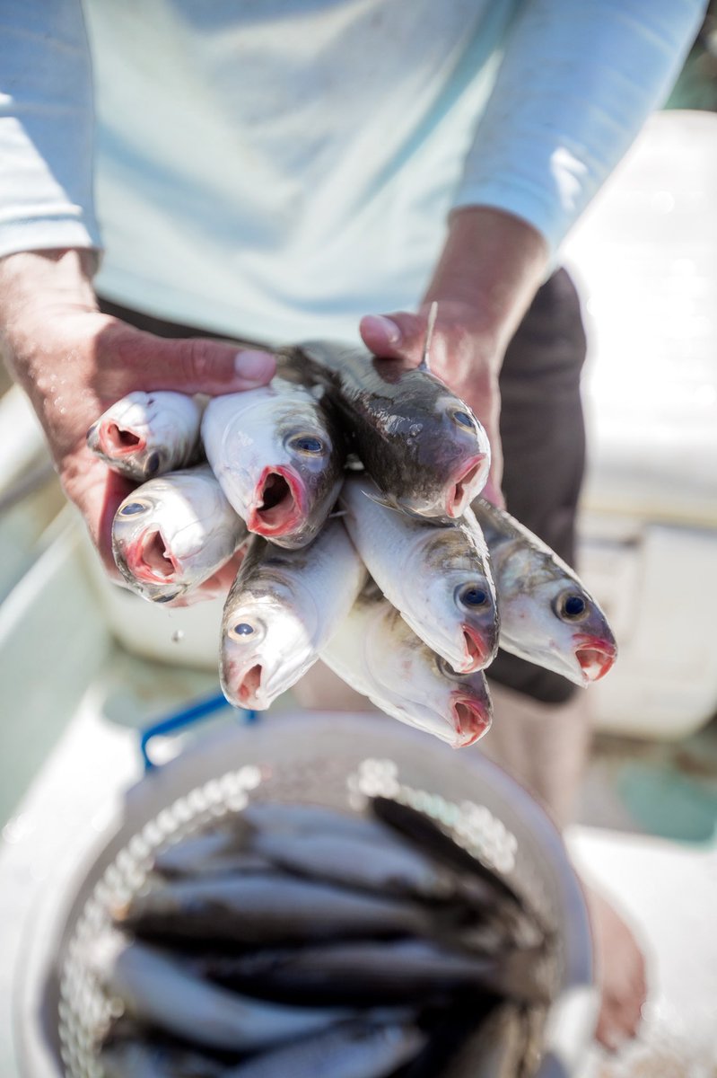 HarborDocks's tweet photo. From bay to grease in a matter of hours - it simply doesn’t get any fresher than Choctawhatchee Bay mullet! #EatMoreMullet
#HarborDocks #GulftoTable #Mullet  📸: @romonarphoto https://t.co/ijs9Sievmm
