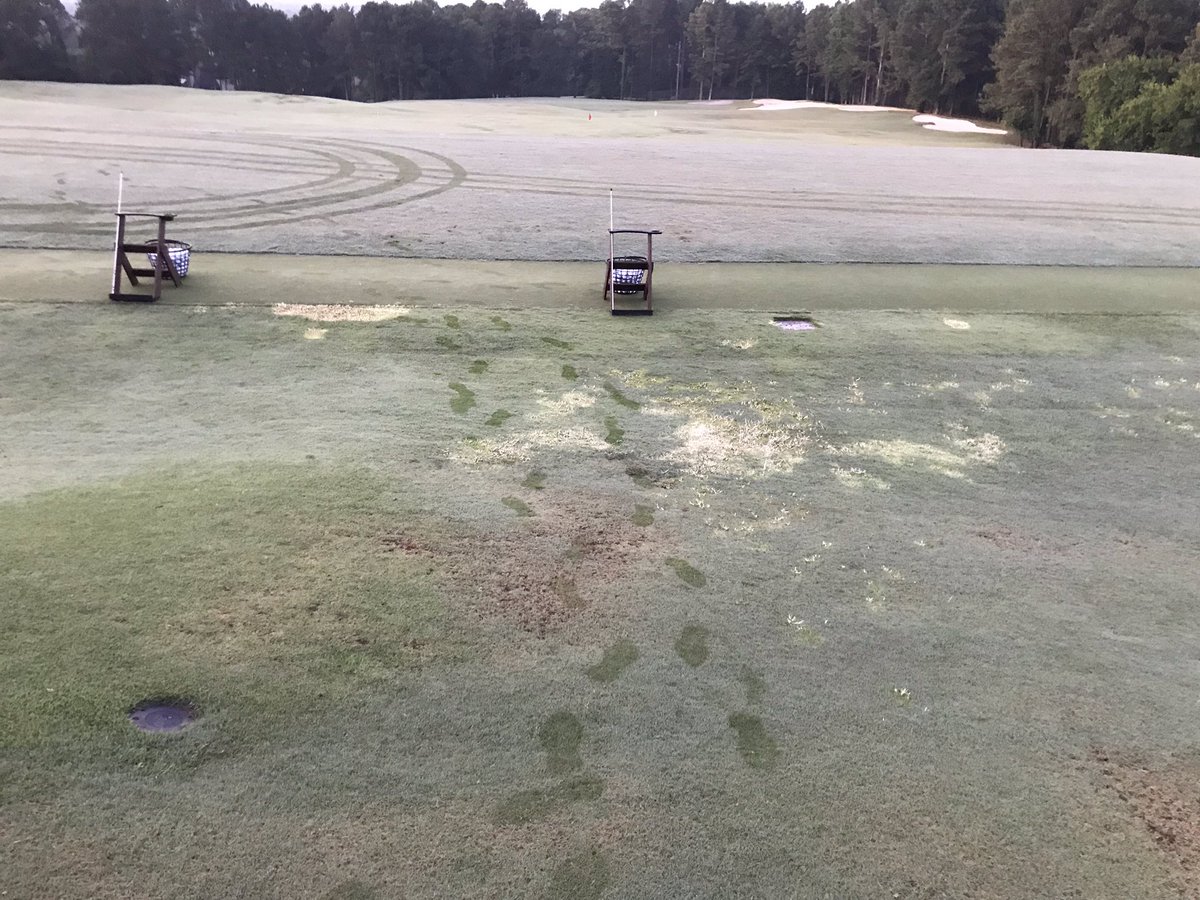 Looks like the Pylex is starting to do it job on the goose grass. The bleached grass is only a side effect of the herbicide. The Bermuda will recover in due time. Greens continue to recover well 2x/2x mow and roll today.