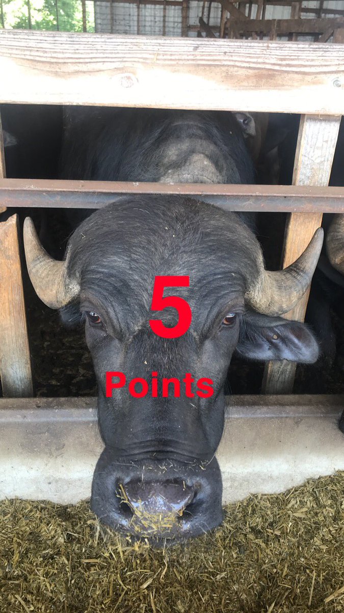 5pointsranch's tweet image. 