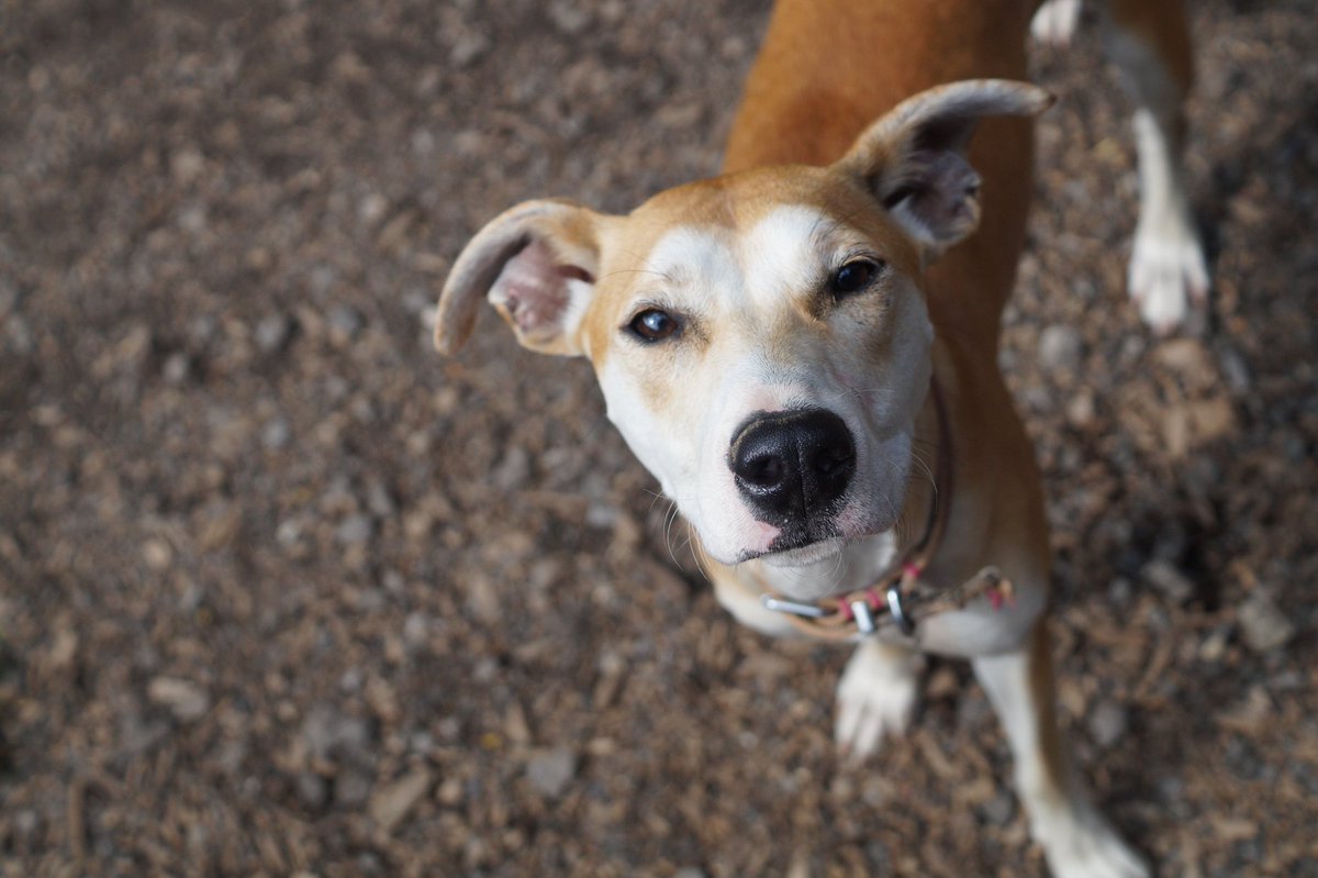 HolbrookAnimalRescue tweet media