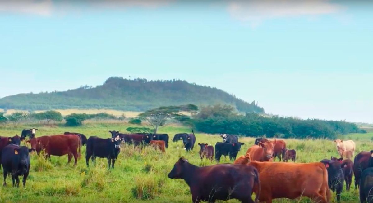 Here's how <a href="/manauphi/">Mana Up</a> and <a href="/HawaiianAir/">Hawaiian Airlines</a> are are parntering to help #HawaiiGrown companies like ours get global exposure. buff.ly/2Yplspl