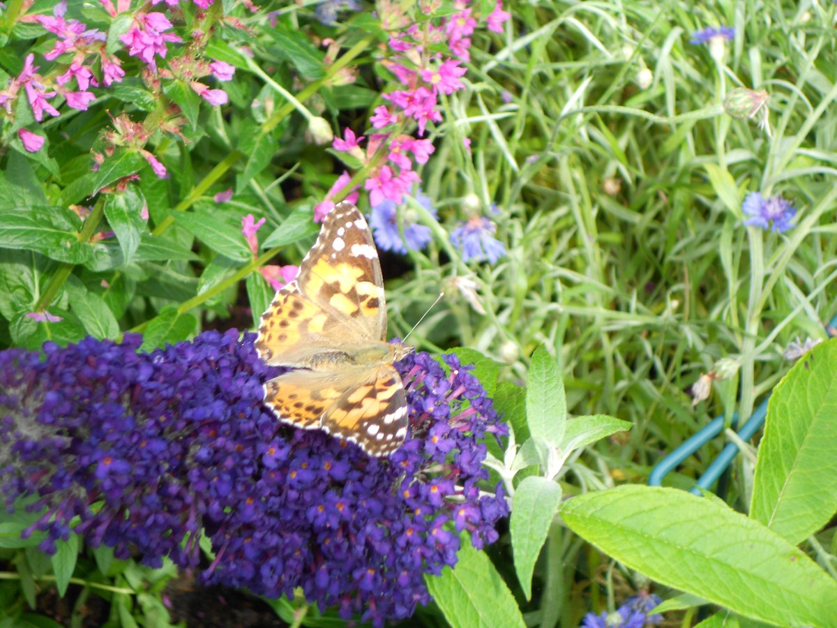 Painted ladies galore in the garden! 🦋😊🦋😊🦋😊🦋#butterflies #paintedladies #wildlifephotography #garden #SaturdayVibes