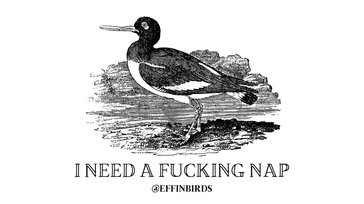 EffinBirds's tweet photo. https://t.co/p87iFb1KKb