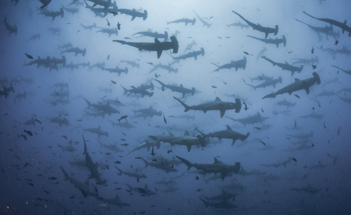 FishOceansCAN's tweet photo. STOP! 🤚 Hammer time. DYK that #Hammerhead Sharks live in Canadian waters? These graceful sharks, while seldom seen, live in the #Atlantic and can form schools of thousands of individuals. https://t.co/RszKSlSolS