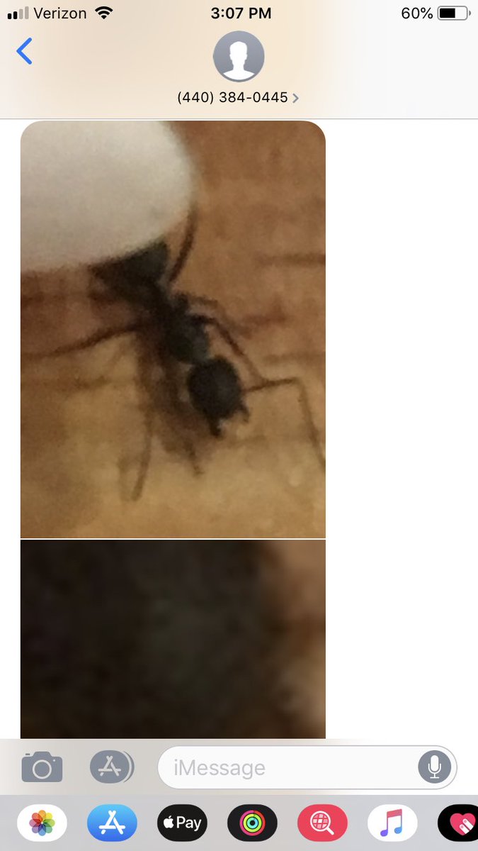ashh_mennow's tweet photo. My #neighbornumber is v cool. Huge ant gal. https://t.co/9NwyU8lWwW