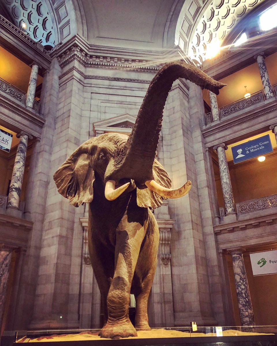 Wrapped up a few days at a conference with a quiet morning at The Smithsonian Museum of Natural History.