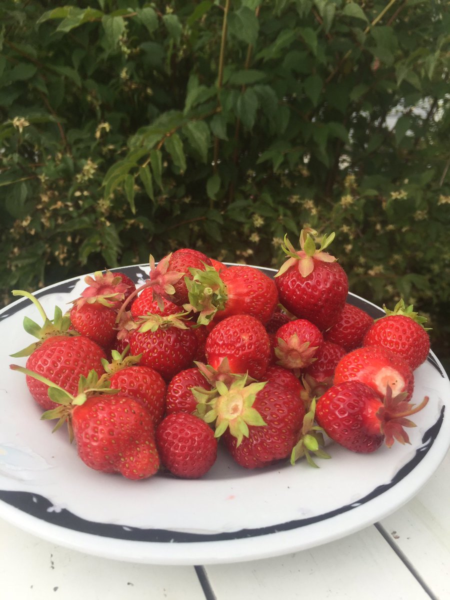 MariaKlein_'s tweet photo. Jag gillar sommarlov. Vi kan somna sent, vakna sent, plocka jordgubbar, spela fotboll, bada och bara vara. https://t.co/Vrd01pYzti