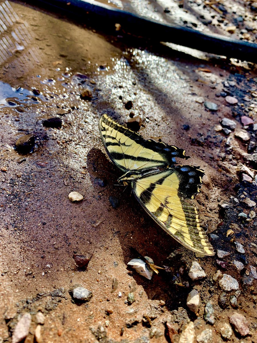 chadguyer's tweet photo. #wildlife #moab #utah https://t.co/snc1qN9WzF