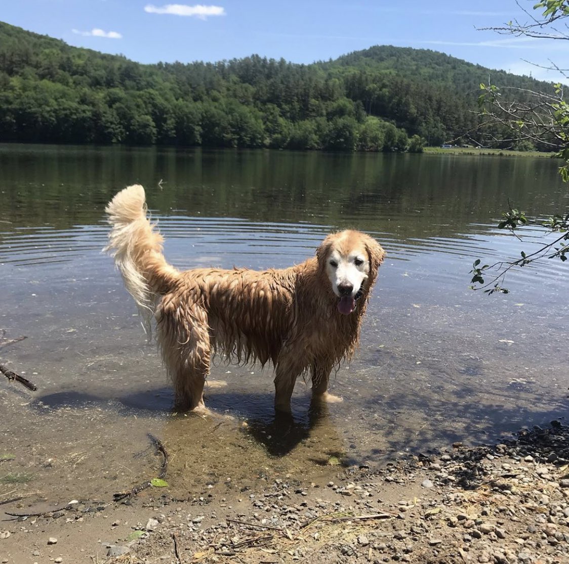dog_rates's tweet image. This is Milly. Every weekend she takes a trip in her sidecar to the river. People always point and smile which works great because she loves the attention. 14/10 #SeniorPupSaturday