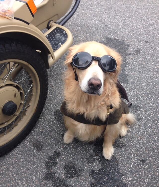 dog_rates's tweet image. This is Milly. Every weekend she takes a trip in her sidecar to the river. People always point and smile which works great because she loves the attention. 14/10 #SeniorPupSaturday