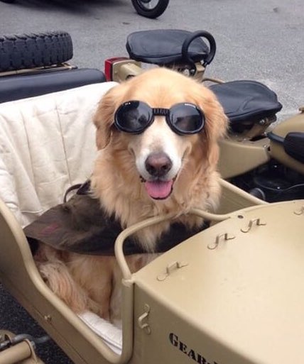 dog_rates's tweet image. This is Milly. Every weekend she takes a trip in her sidecar to the river. People always point and smile which works great because she loves the attention. 14/10 #SeniorPupSaturday