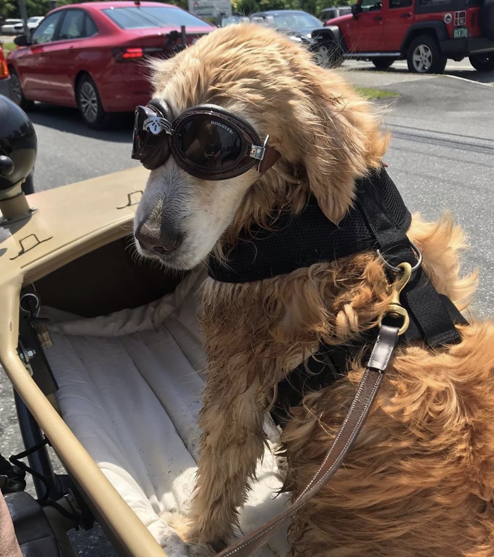 dog_rates's tweet image. This is Milly. Every weekend she takes a trip in her sidecar to the river. People always point and smile which works great because she loves the attention. 14/10 #SeniorPupSaturday
