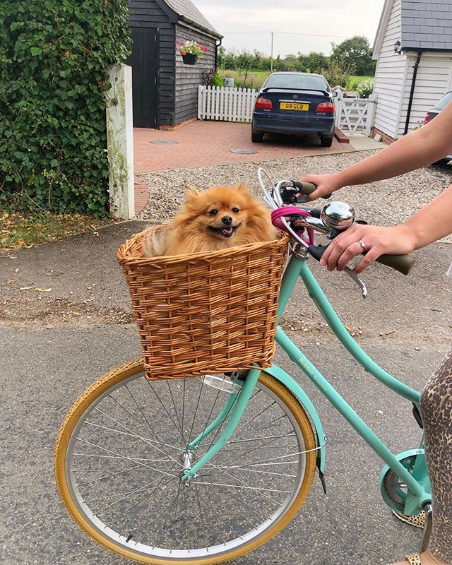 sarahfw40's tweet photo. How’s your weekend 💕🐶🚲
•
•
•
#pomeraniansofinsta #pomsofig #pomstagram #pomsofinsta #instapoms #pomeranianlifestyle #pomeranianlife #pomeranian_moments #dogblogger #dogbloggers #bobbinbike #bobbinbikes #weekendvibesonly #villagelife #essexlife #e… https://t.co/JXA9sDt4e9 https://t.co/5iSa04aiBz