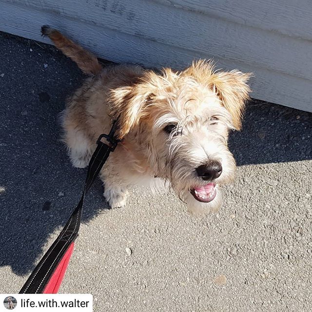 halipawsns's tweet photo. from @life.with.walter • • • • • I got some extra treats for being the most patient puppy at the tire shop! 🚘 #MyMomSaysImTheBestPuppy #MommasBoy #WalterTheWheaten #WheatensOfInstagram #WheatensOfInsta #wheatens #WheatenTerrier #WheatenLove #wheatenpuppy… https://t.co/hrzW0c7y6T