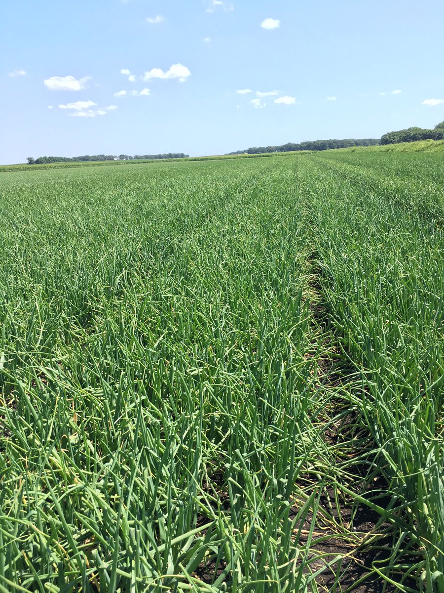Happy with the onions so far in NC Iowa! #onions