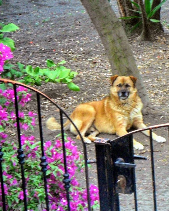 È stato con me solo quattro anni..Ho pensato fossero venuti a prenderlo per curarlo,"quel giorno"! Ci ho voluto soltanto credere....E' il mio rimorso più grande,non avergli detto addio❤️Lui era-e' Biondo,di nome,nel manto e nel mio cuore...
.
.
.
#dogfri… ift.tt/2YGgnUN