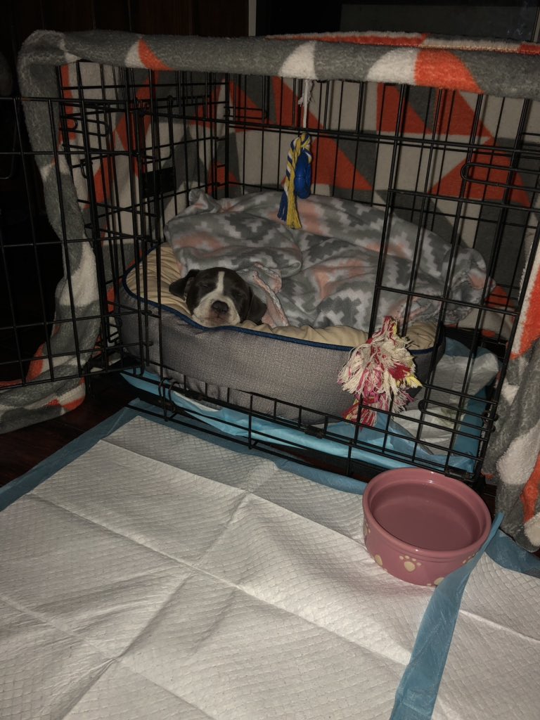 sloppytopmee's tweet photo. Training June is so hard cuz I just wanna hold her 25/8 but she’s getting too used to it, we’re gonna end up like the second pic if I keep giving in lmaoooo😩💞🐶 #Pitbaby #myjunebug https://t.co/1VwO2z48Hk