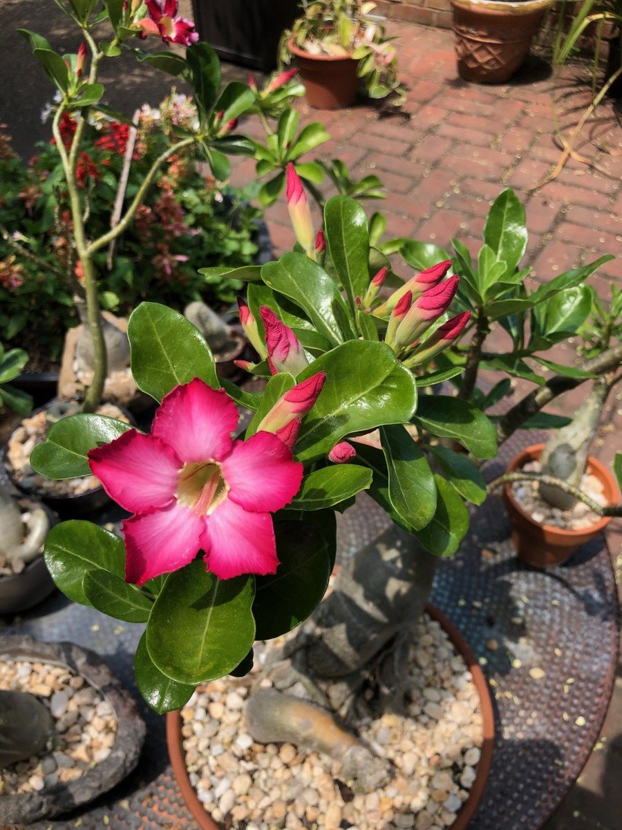 OSBBristowVA's tweet photo. Now #BloomingatBristow: #Adenium (Desert Rose). Look at all the colors @gregoblsb captured of the #desertroses here at the monastery. #monasteryflowers #Godsbeauty https://t.co/5pXHbs9wAD