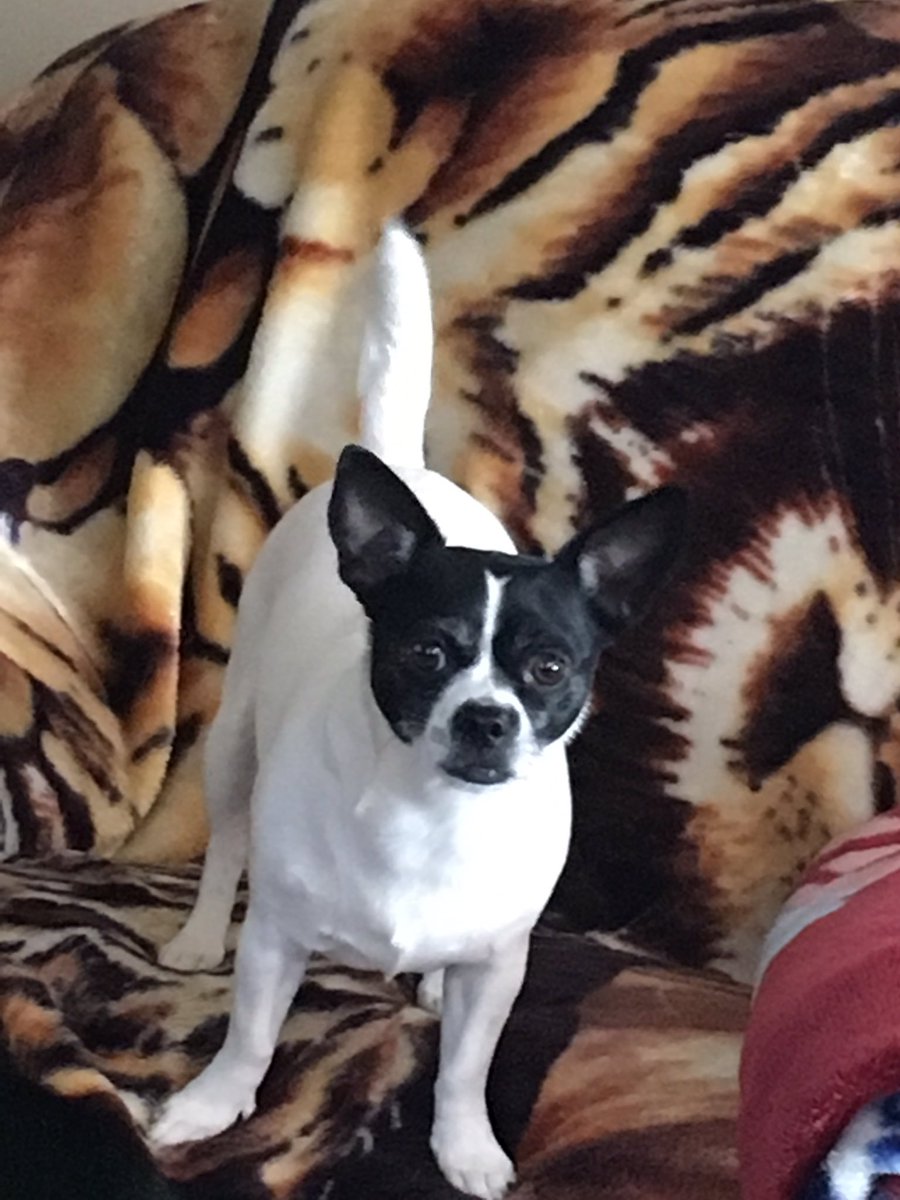 lorena070163's tweet photo. #LivePD OK watching reruns of live PD this Saturday afternoon I am a proud mama of yappie Chihuahuas! The crew was correct Chihuahuas are very guarded and sometimes can be very verbal but my babies wanted to say hello to live PD nation https://t.co/5V8qcbWuXA