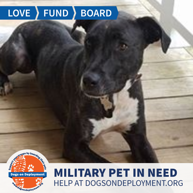 DogsonDeploymnt's tweet photo. Any #DoDBoarders in #Alaska willing to watch a military pet before the weather makes travel dangerous? Visit https://t.co/tHQFuixoQA to learn more about us, register and contact our owner! https://t.co/CQk3KfRoP5