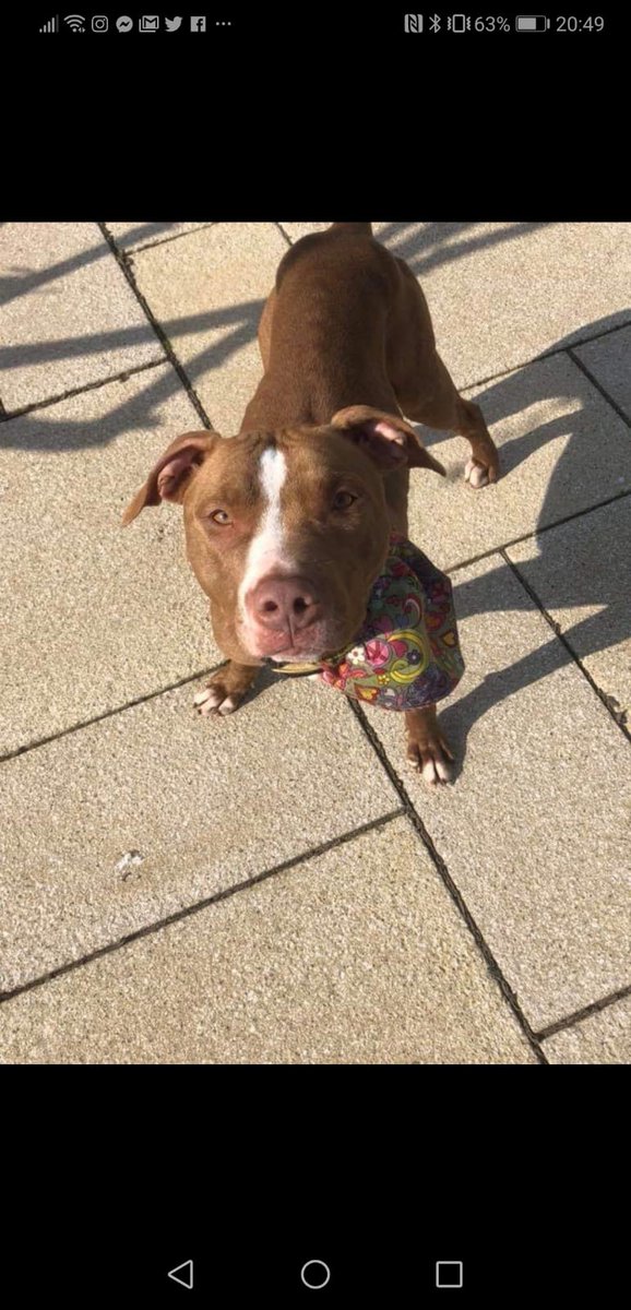 RescuesSmiles's tweet image. 🐾Can you offer beautiful sadi 🐾a foster home? Sadi  is a 1yearold Staffie . Sadi is good with other dogs outside the home but would have to be the only dog in the  home
Contact us at staffiesmilesrescue@gmail.com
staffiesmilesrescues.com
@FOSTERFIRST1 
#FosterFirst