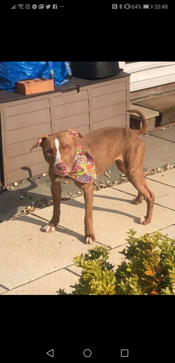 RescuesSmiles's tweet image. 🐾Can you offer beautiful sadi 🐾a foster home? Sadi  is a 1yearold Staffie . Sadi is good with other dogs outside the home but would have to be the only dog in the  home
Contact us at staffiesmilesrescue@gmail.com
staffiesmilesrescues.com
@FOSTERFIRST1 
#FosterFirst