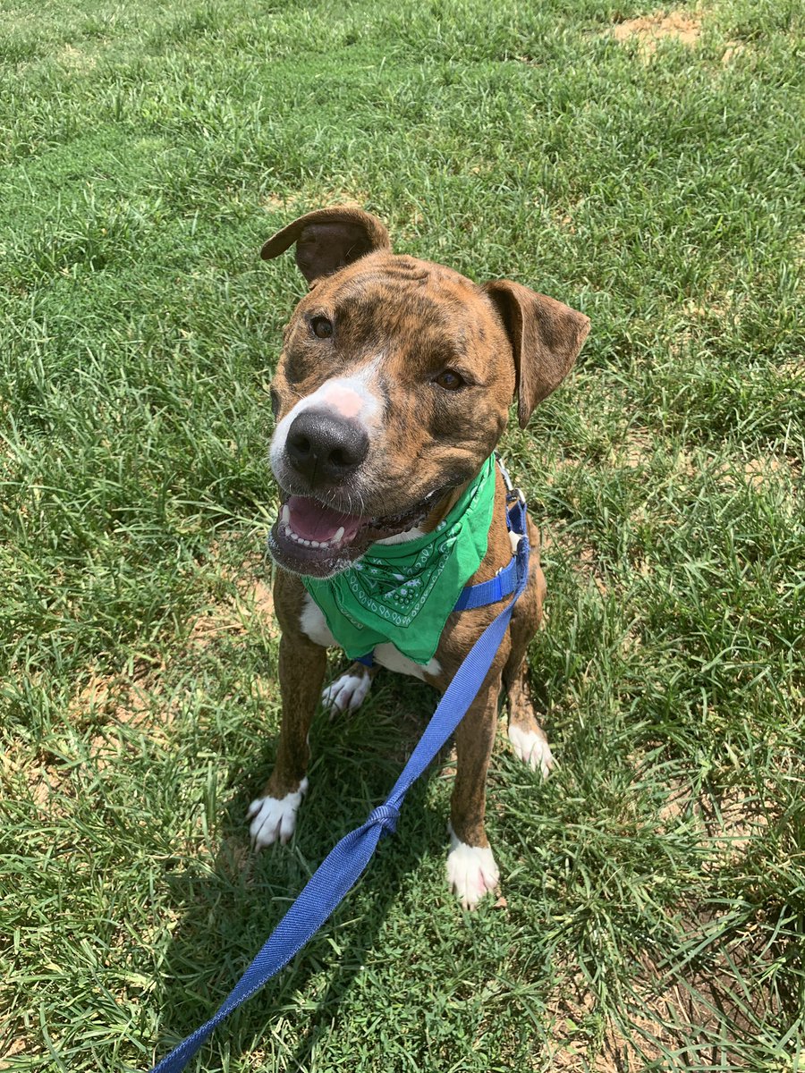 gracierose71's tweet photo. Meet Eli:sweet friendly pup who had surgery on his back two legs. Perfect for families with older children and/or adult parents! You can adopt him at @hsycpupskits #RateGISHDogs @dog_rates #gish2019 #AdoptMePets https://t.co/FEmD1u64gx