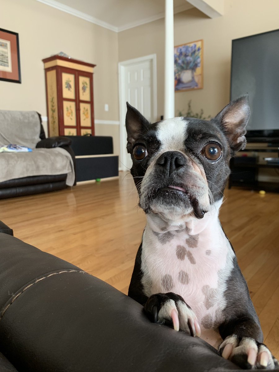 Nap is OVER humom, play time 🥳 #dogsoftwitter #bostonterrier #bostonterrieroftwitter #bostonterrierlove #weekenddog