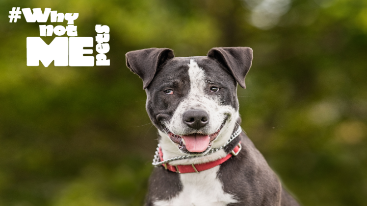 fox13seattle's tweet photo. Meet Lucinda! #WhyNotMePets https://t.co/RyAr4EVxoJ https://t.co/pVidst3cAa