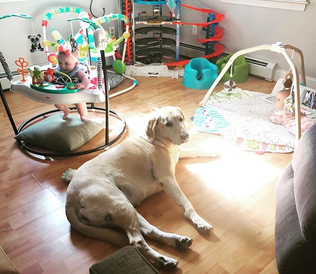 RyanneConway's tweet photo. Built in babysitter 🐶👶🏻👶🏻 https://t.co/Zm9vTnt5x7 https://t.co/SkgITBa8sB