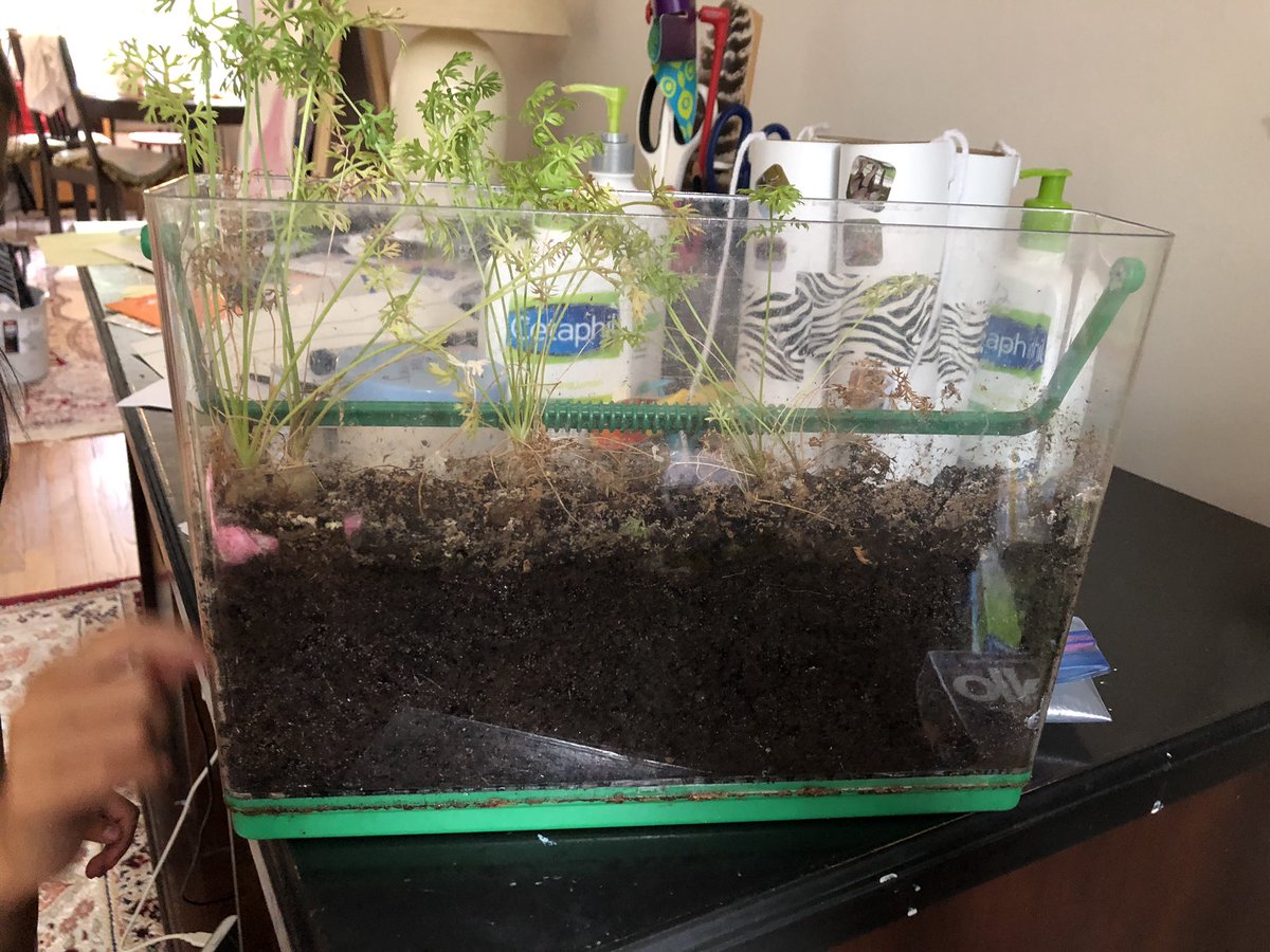 SongbaeLee's tweet image. I feel like we’ve been growing these carrots for a year (though my wife says it hasn’t been that long). Anyway, looking forward to the next harvest! #rootviewer