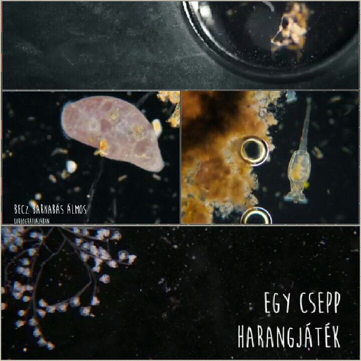 julia_k_trk's tweet photo. #ISOP #ECOP19: Seven minute film from Almos Becz (Hungary) on protists and other microorganisms! https://t.co/mauVNICx5p