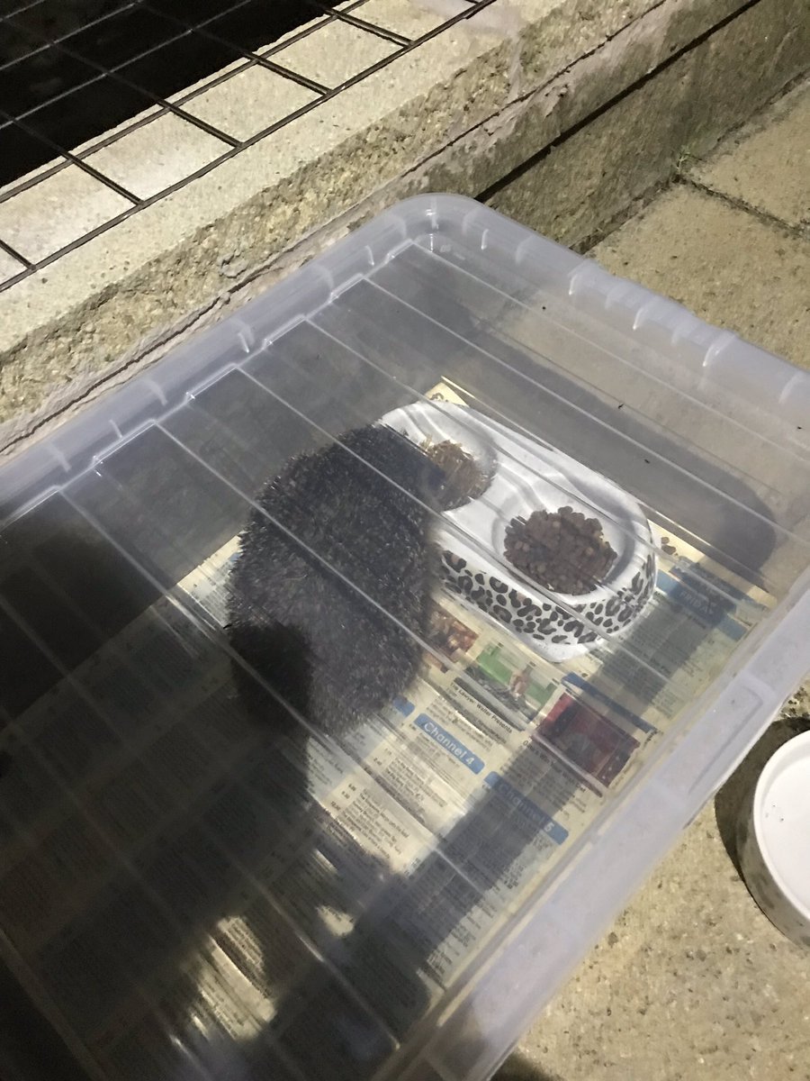 mrsvman80's tweet photo. Mum is an official hedgehog 🦔 rescuer #feedsthem #filmsthem #obsessedwiththem https://t.co/LqjPfgSspz