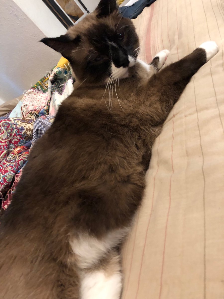 reneetheway55's tweet photo. I just love him so much it makes my heart hurt. 😻 #catsoftwitter #bestmeow #catoftheday #snowshoesiamese #lightofmyworld #loveofmylife #catsoulmate #shrunkenmountainlion 🏔🦁 #furbabies #catchildren #crazycatlady https://t.co/p3JaCgysI9