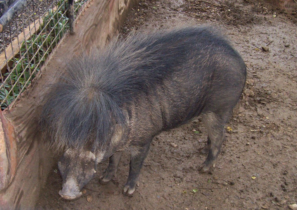 Pygmy hog-->Philippine warty pig-->Bornean bearded pig