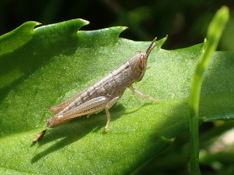 パツ子 そういや 白いバッタもいたけど これは脱皮直後だから白いのかな バッタはまったく興味がないのでよくわからない T Co 9p7tzxikvs Twitter