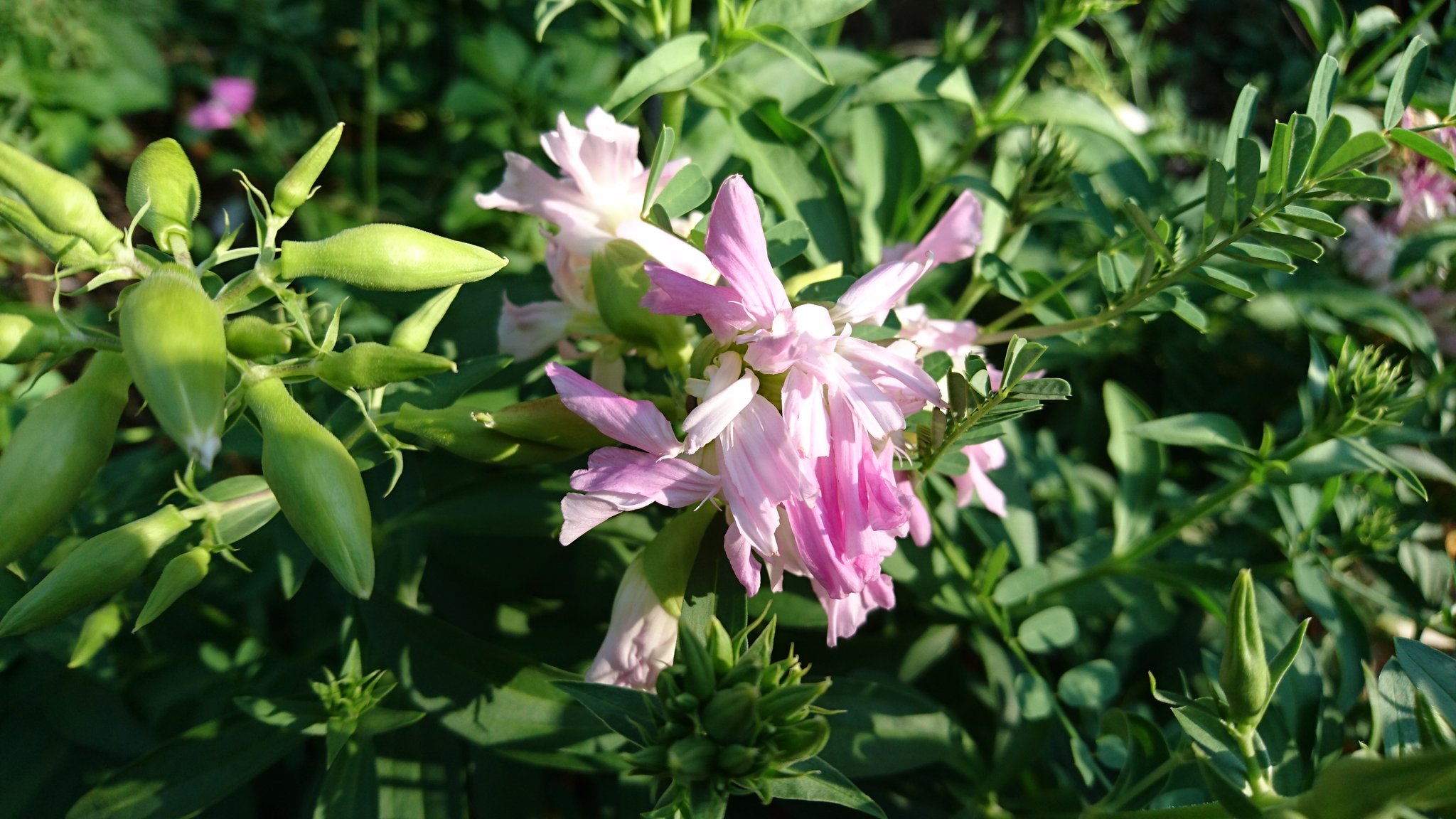 レンセンカ ソープワートの花 T Co Tinrayu6eb Twitter