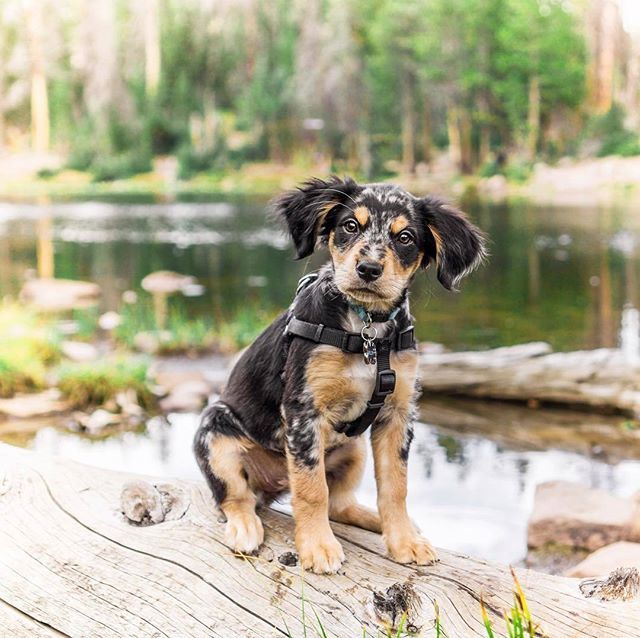 Say Hi to today's 🐶 Pup Doggy Dog! Tag a friend who ❤ loves dogs! Courtesy of @lil.willoww Tag us ❤ in your #dog photos & use #pupdoggydog to be featured ift.tt/2LYPWaW