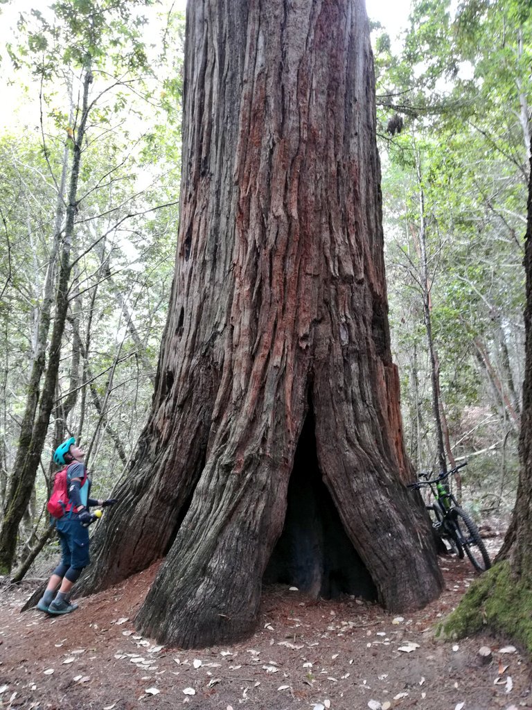 Exploring new local trails where old growth Redwood giants live.