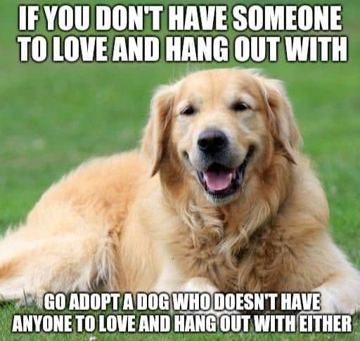 BullyStickTweet's tweet photo. #bullysticksdirect https://t.co/chFx8FZVeL