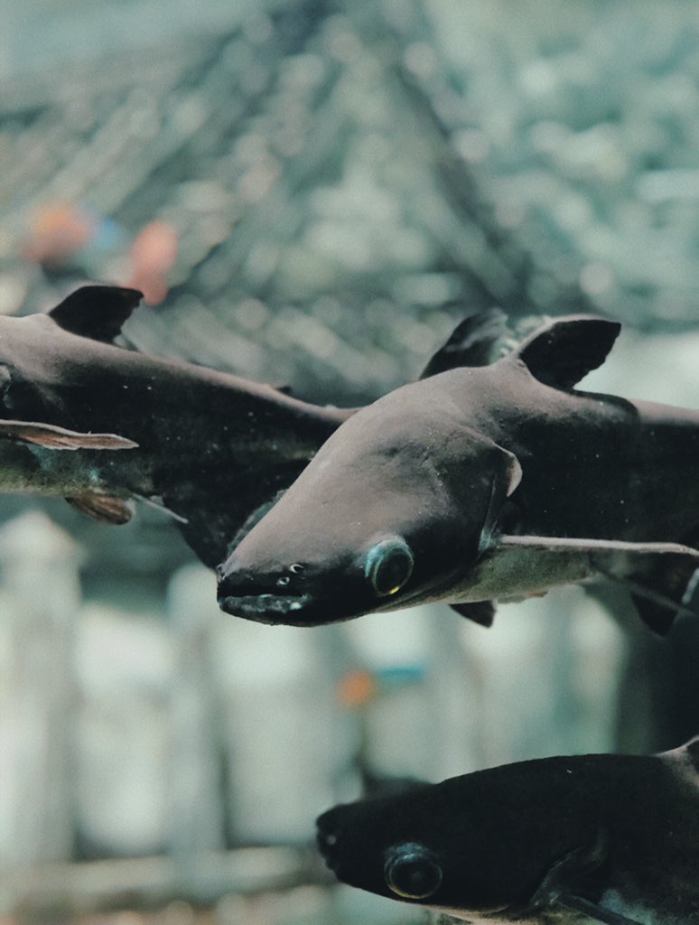 flowrue's tweet image. down to the bottom, 10,000 emerald pools