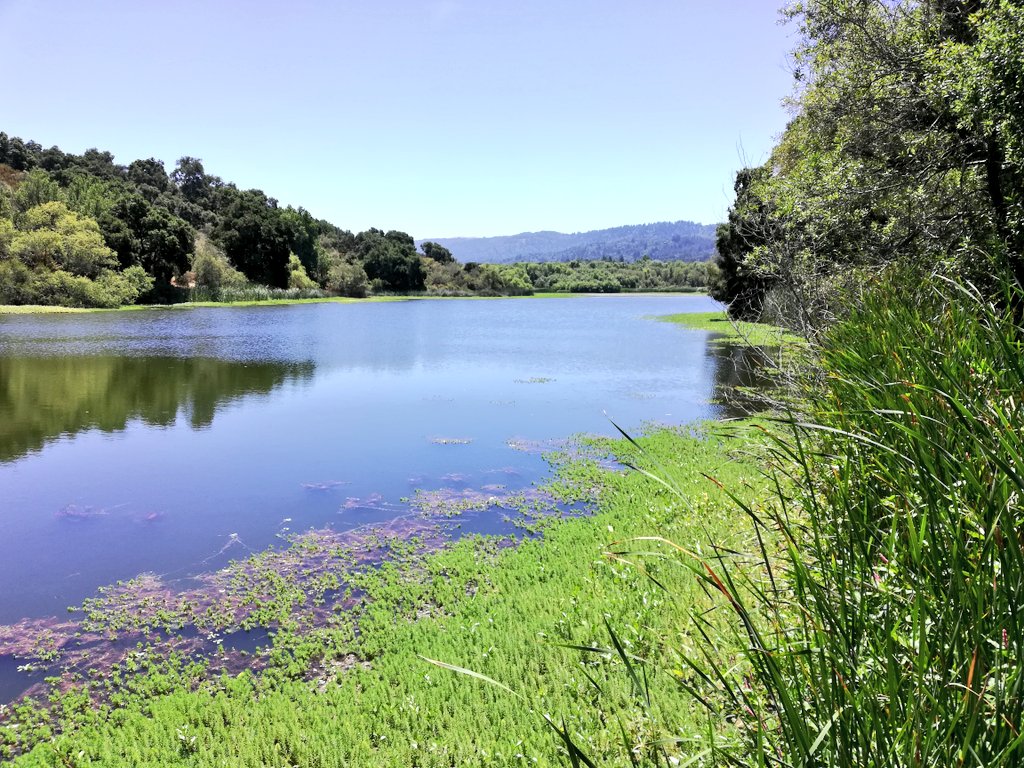 Great presentation given at the Jasper Ridge Biological Preserve <a href="/stanfordjrbp/">Stanford’s Jasper Ridge BP</a> learning about camera trap techniques and latest data from citizen science in and around this incredible natural laboratory.