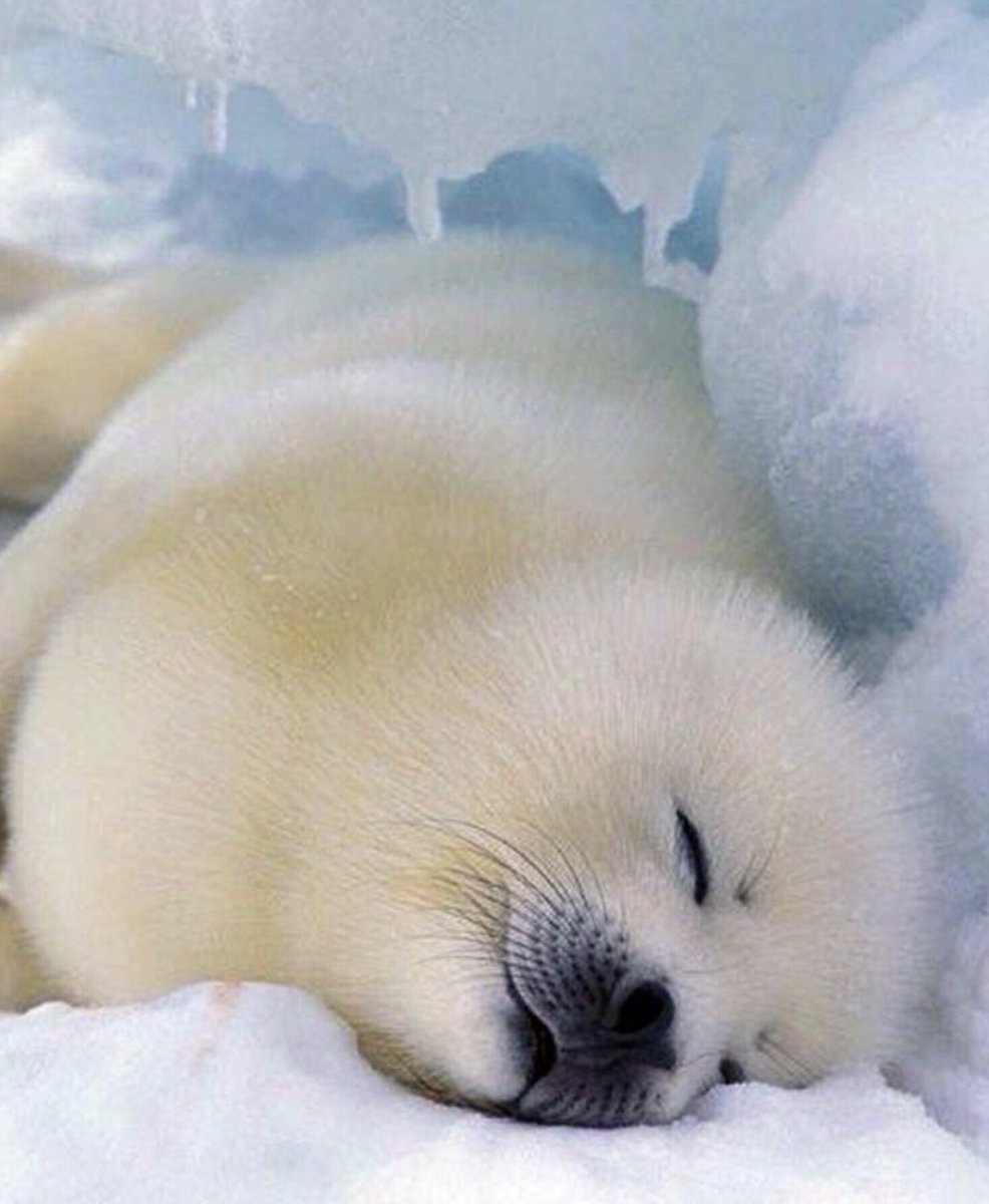 mamimoe1's tweet photo. Good morning Aug.4th 2019 7:35am Sun.
#SaveSeal #CA
#hunting #fur https://t.co/obY6BvX7BP