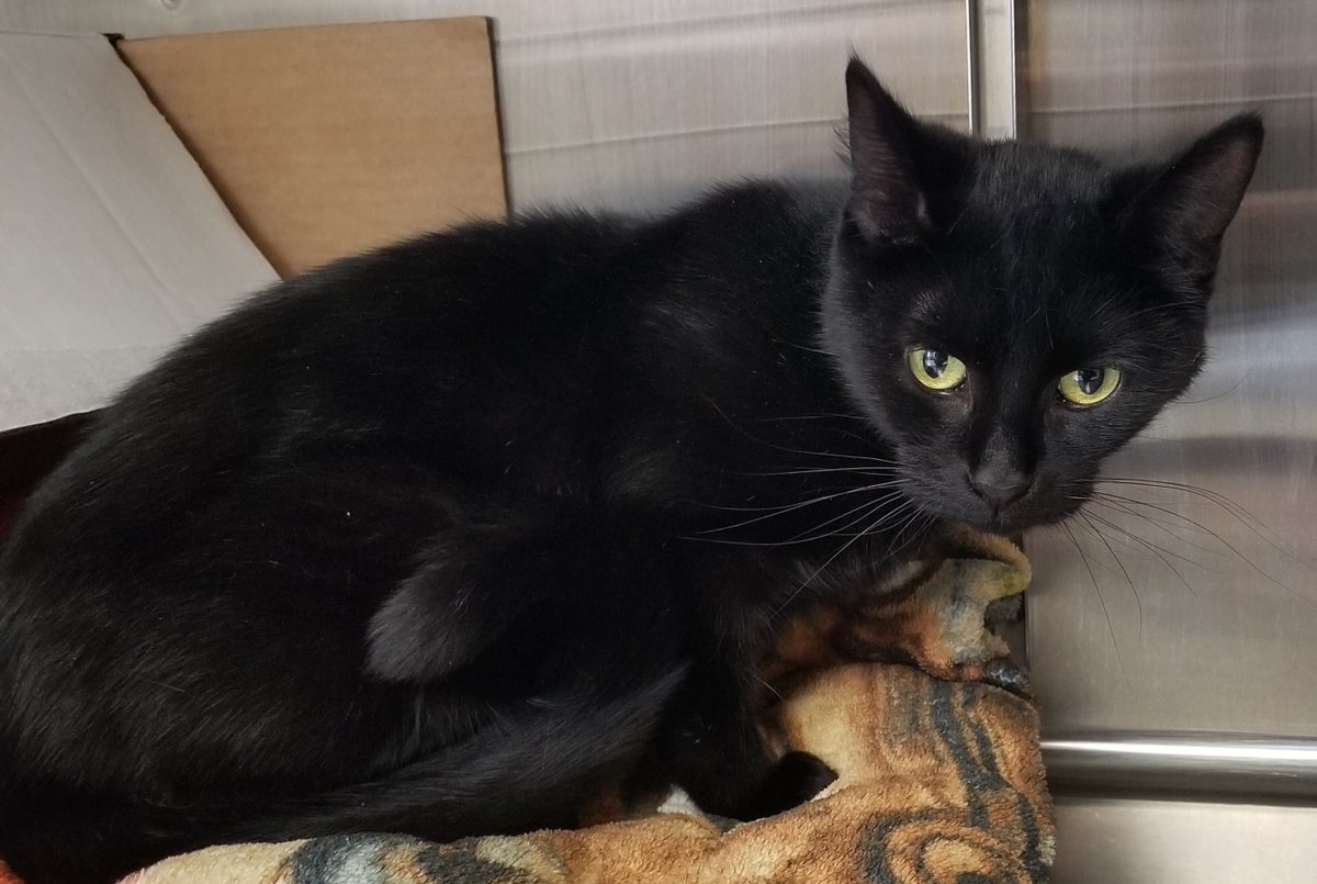 HumaneSocietyJeffCty tweet media