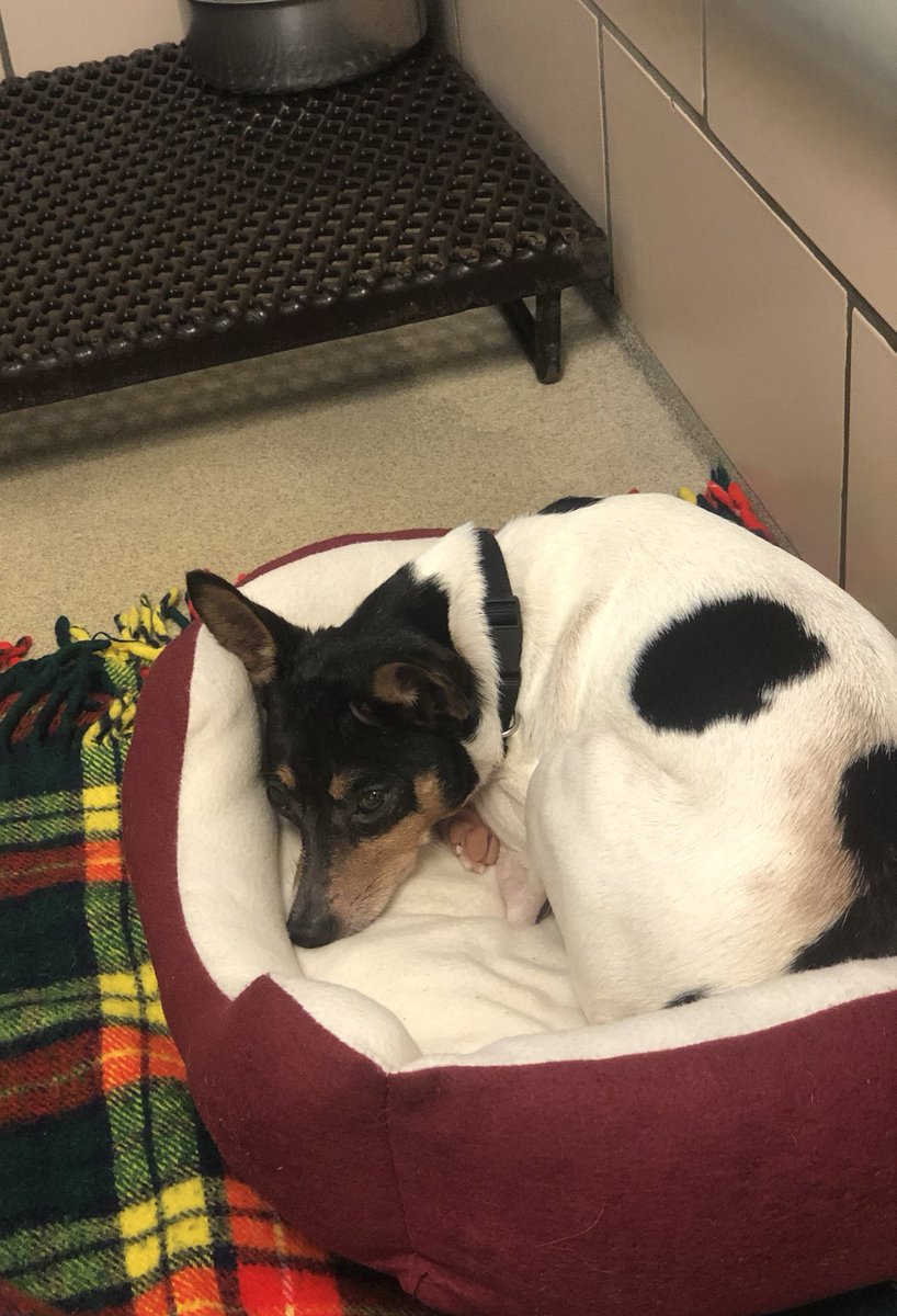 moondoggy27's tweet photo. Hey @dog_rates, this is Bill. He’s 8, but he still has plenty of spunk. He loves playing with toys when he’s not stuck behind bars. He already knows the house life ropes! He’s available at the Fort Wayne Animal Care & Control. 13/10 lets find Bill a roommate. #rateGISHdogs https://t.co/qzCGeejqew