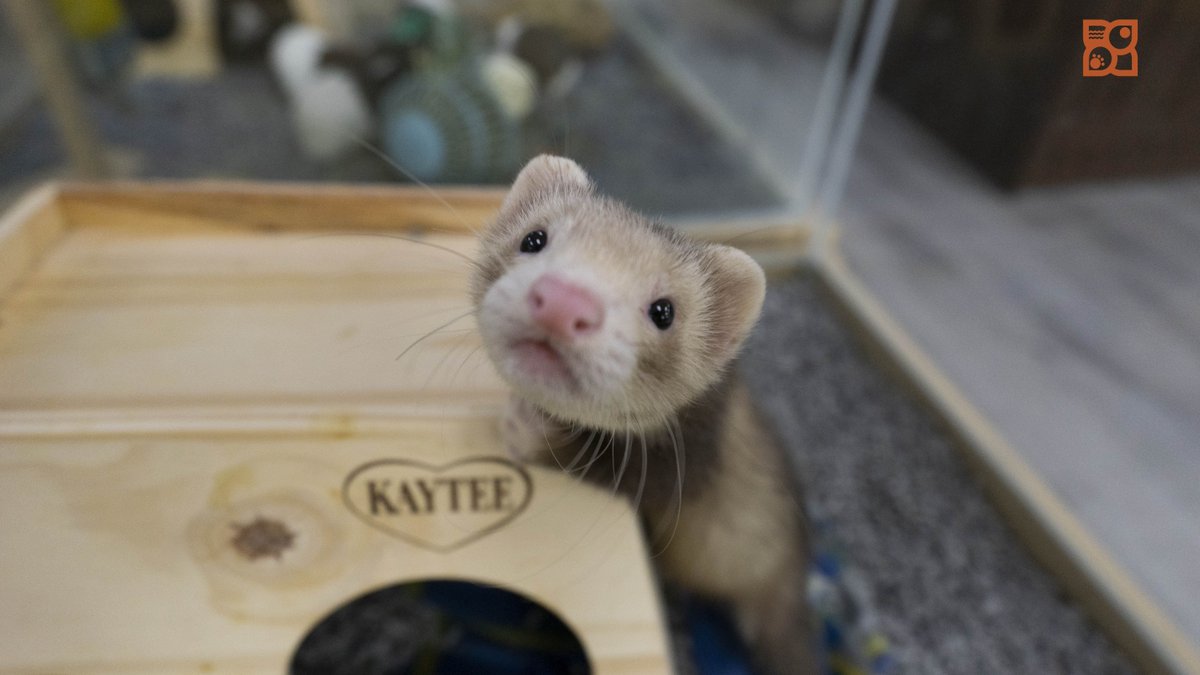 petland ferrets